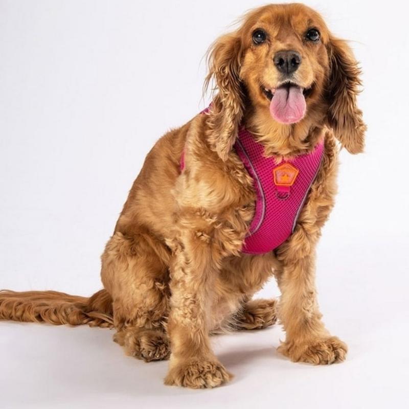Gögüs Tasması Fuşya Air Mesh 3XS paw-a12