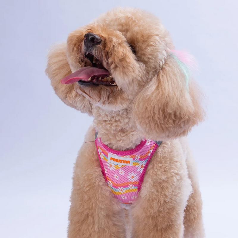 Göğüs Tasması Daisy Air Mesh M Paw-A35