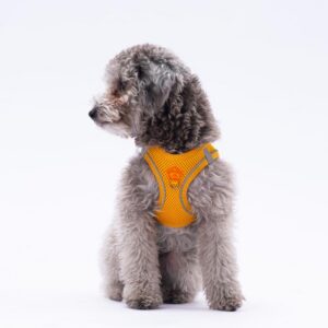 Gögüs Tasması Gold Air Mesh M paw-a07