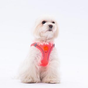 Gögüs Tasması Neon Pink Air Mesh 2XS Beden paw-a03