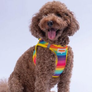 Göğüs Tasması Rainbow Air Mesh M Paw-A34